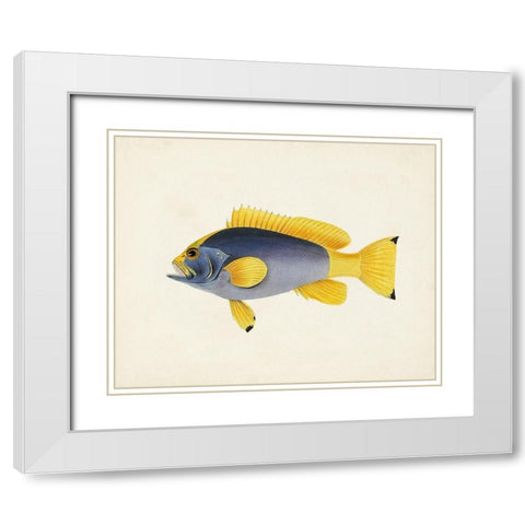 Tropical Fish Collection V White Modern Wood Framed Art Print with Double Matting by Unknown