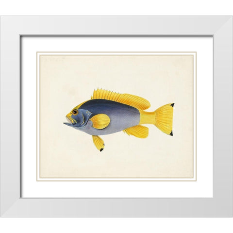 Tropical Fish Collection V White Modern Wood Framed Art Print with Double Matting by Unknown