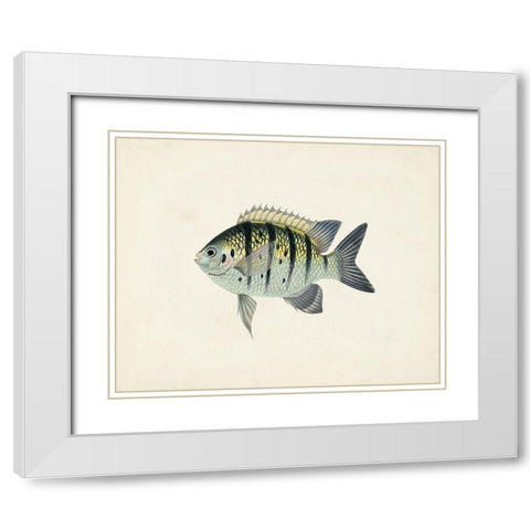 Tropical Fish Collection VI White Modern Wood Framed Art Print with Double Matting by Unknown