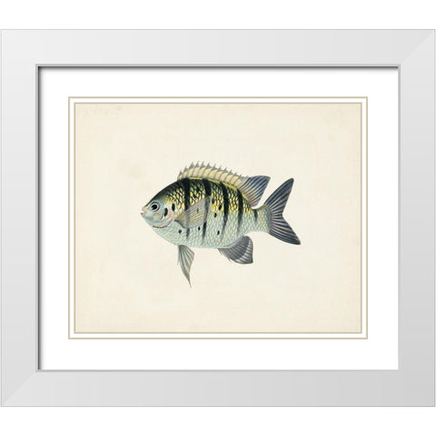 Tropical Fish Collection VI White Modern Wood Framed Art Print with Double Matting by Unknown
