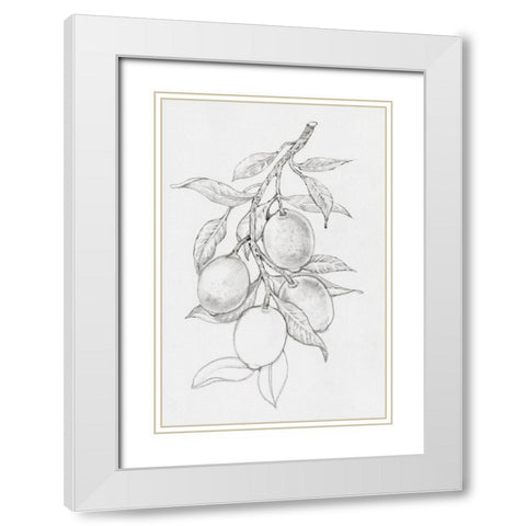 Fruit-Bearing Branch I White Modern Wood Framed Art Print with Double Matting by OToole, Tim
