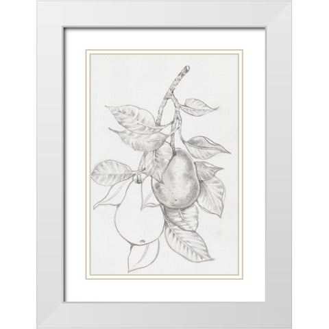 Fruit-Bearing Branch III White Modern Wood Framed Art Print with Double Matting by OToole, Tim