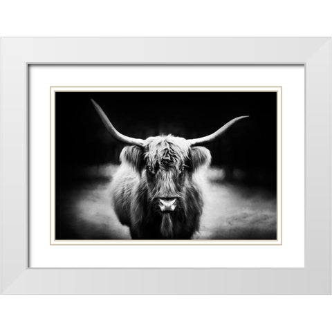 Photography Study Highland Cattle White Modern Wood Framed Art Print with Double Matting by PHBurchett