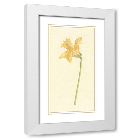 Vintage Daffodil I White Modern Wood Framed Art Print with Double Matting by Caroline, Emma