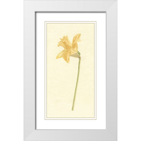 Vintage Daffodil I White Modern Wood Framed Art Print with Double Matting by Caroline, Emma