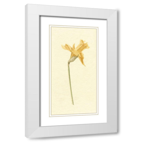 Vintage Daffodil II White Modern Wood Framed Art Print with Double Matting by Caroline, Emma