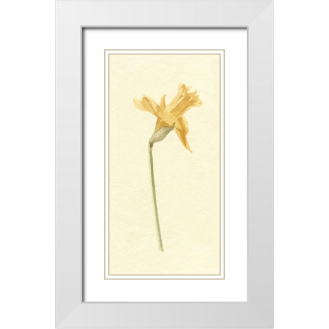 Vintage Daffodil II White Modern Wood Framed Art Print with Double Matting by Caroline, Emma