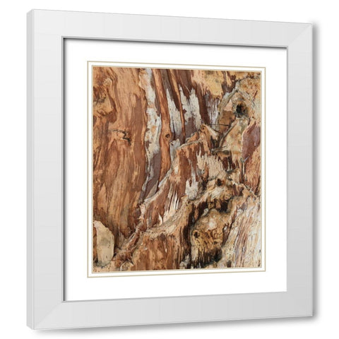 Tree Texture Triptych I White Modern Wood Framed Art Print with Double Matting by Stelfox, Norm
