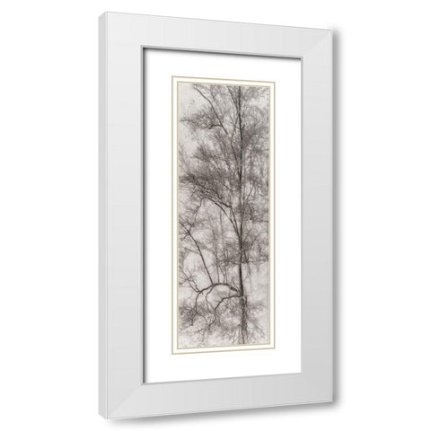 Tree Triptych I White Modern Wood Framed Art Print with Double Matting by Stelfox, Norm