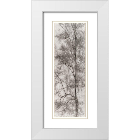 Tree Triptych I White Modern Wood Framed Art Print with Double Matting by Stelfox, Norm