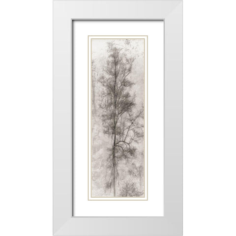 Tree Triptych II White Modern Wood Framed Art Print with Double Matting by Stelfox, Norm