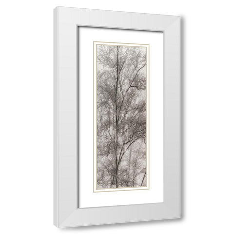 Tree Triptych III White Modern Wood Framed Art Print with Double Matting by Stelfox, Norm