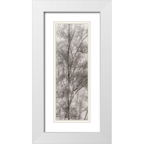 Tree Triptych III White Modern Wood Framed Art Print with Double Matting by Stelfox, Norm