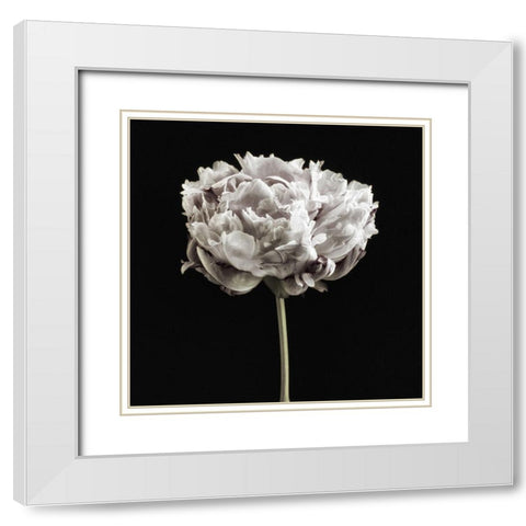 Blush Peony Portrait I White Modern Wood Framed Art Print with Double Matting by Poinski, Dianne
