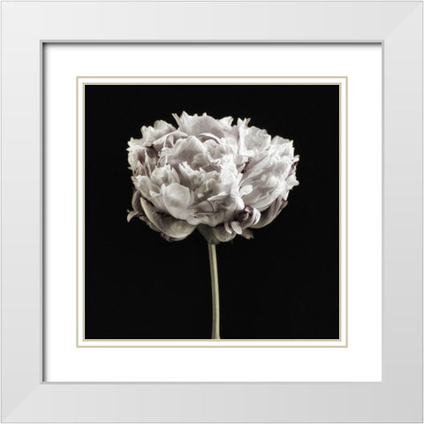 Blush Peony Portrait I White Modern Wood Framed Art Print with Double Matting by Poinski, Dianne