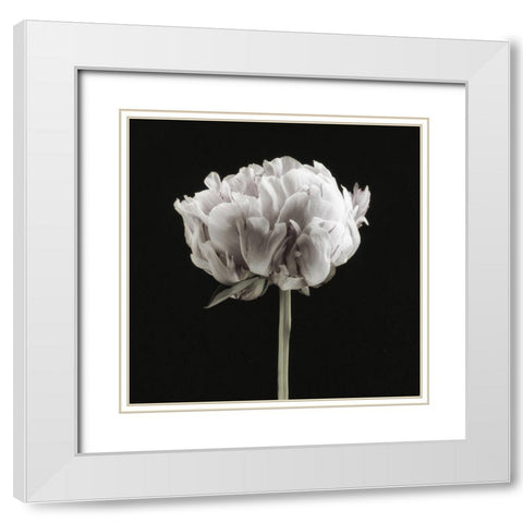 Blush Peony Portrait II White Modern Wood Framed Art Print with Double Matting by Poinski, Dianne