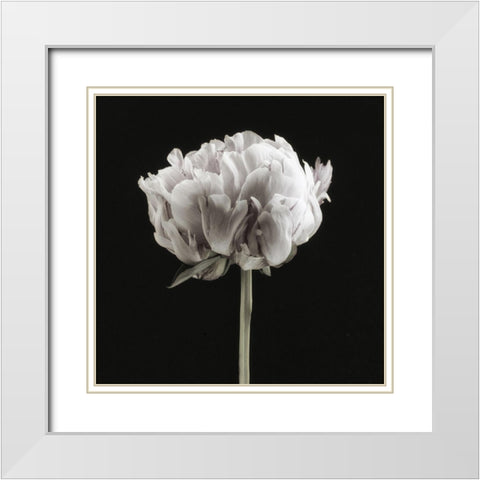 Blush Peony Portrait II White Modern Wood Framed Art Print with Double Matting by Poinski, Dianne