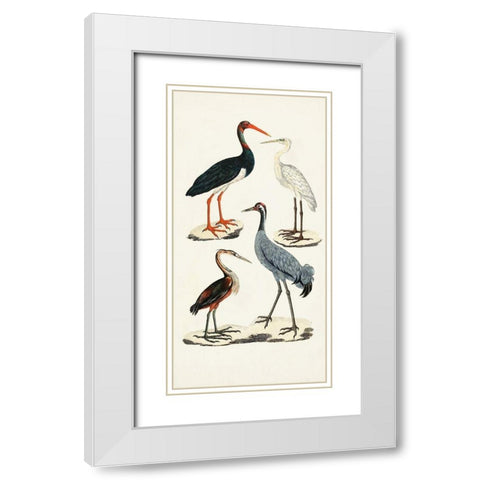 Waterbird Varieties I White Modern Wood Framed Art Print with Double Matting by Unknown