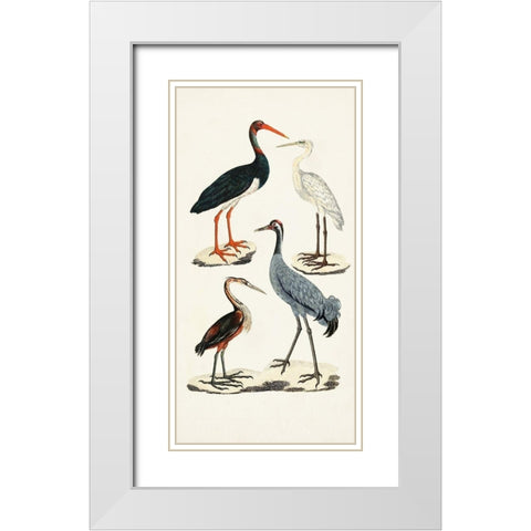 Waterbird Varieties I White Modern Wood Framed Art Print with Double Matting by Unknown