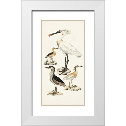Waterbird Varieties II White Modern Wood Framed Art Print with Double Matting by Unknown