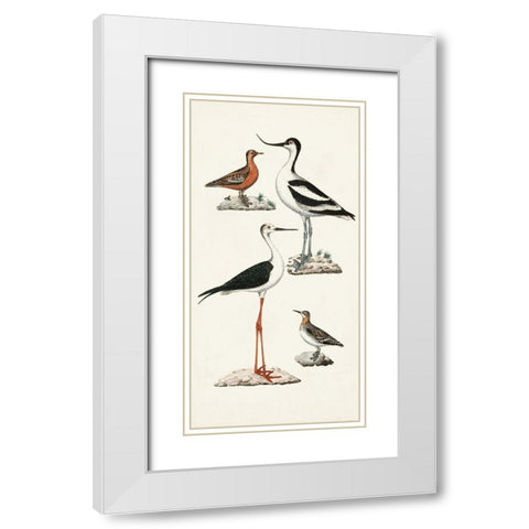 Waterbird Varieties III White Modern Wood Framed Art Print with Double Matting by Unknown