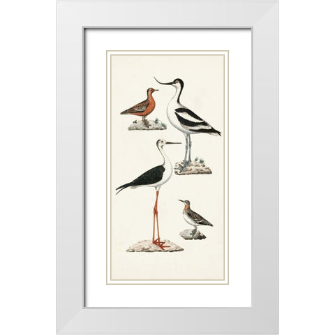 Waterbird Varieties III White Modern Wood Framed Art Print with Double Matting by Unknown