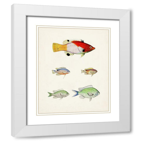 Colorful Tropical Fish I White Modern Wood Framed Art Print with Double Matting by Unknown