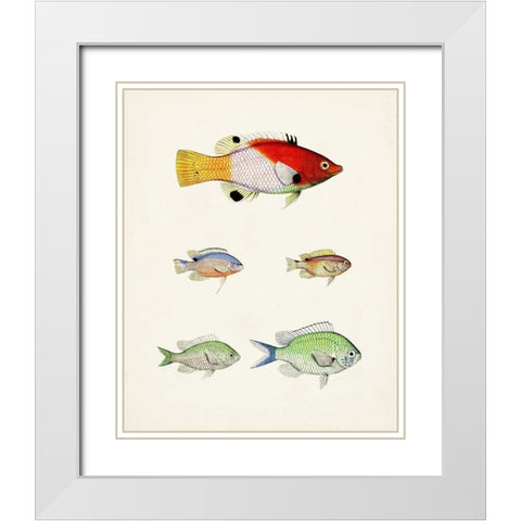 Colorful Tropical Fish I White Modern Wood Framed Art Print with Double Matting by Unknown