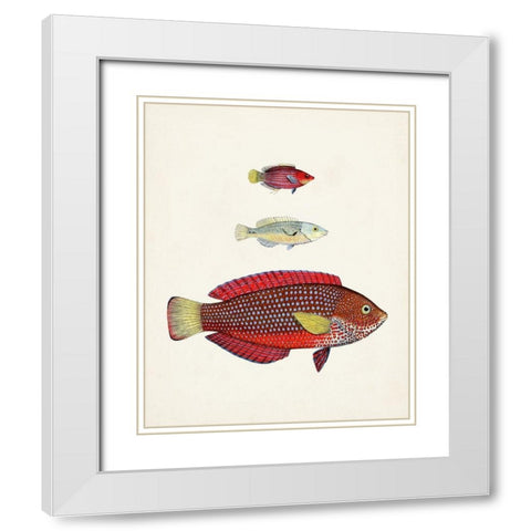 Colorful Tropical Fish II White Modern Wood Framed Art Print with Double Matting by Unknown