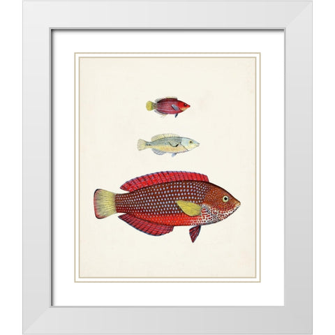 Colorful Tropical Fish II White Modern Wood Framed Art Print with Double Matting by Unknown