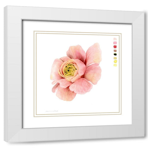 Watercolor Ranunculus Study II White Modern Wood Framed Art Print with Double Matting by Popp, Grace