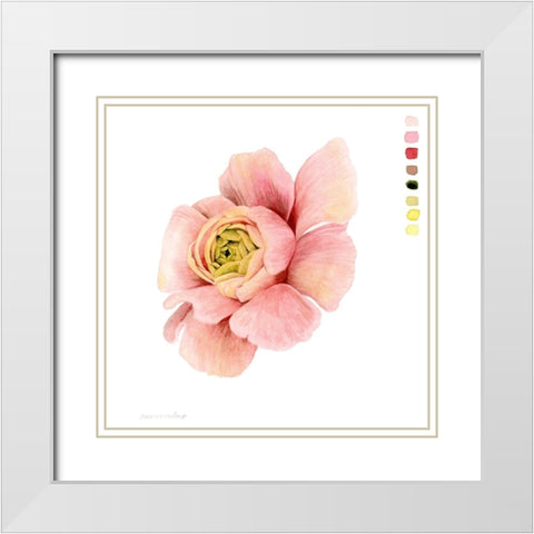 Watercolor Ranunculus Study II White Modern Wood Framed Art Print with Double Matting by Popp, Grace