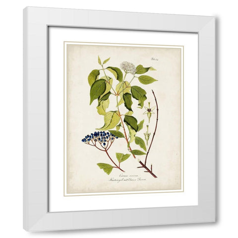 Tree in Bloom I White Modern Wood Framed Art Print with Double Matting by Unknown