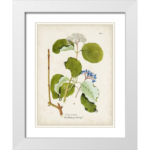 Tree in Bloom II White Modern Wood Framed Art Print with Double Matting by Unknown