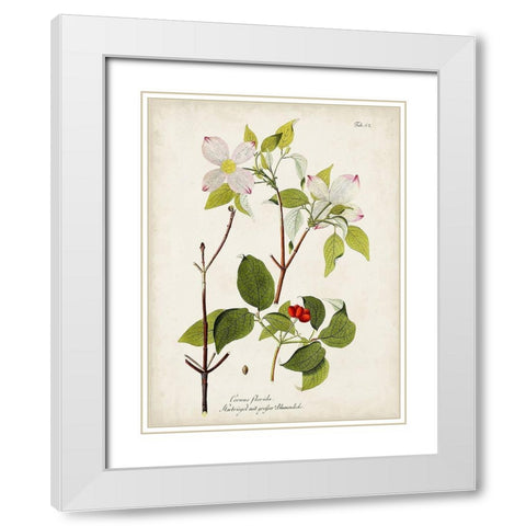 Tree in Bloom V White Modern Wood Framed Art Print with Double Matting by Unknown