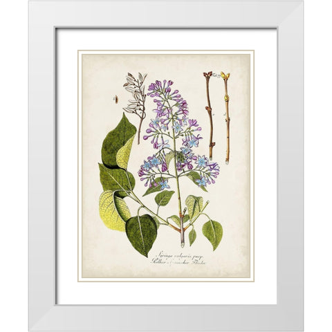 Tree in Bloom VI White Modern Wood Framed Art Print with Double Matting by Unknown