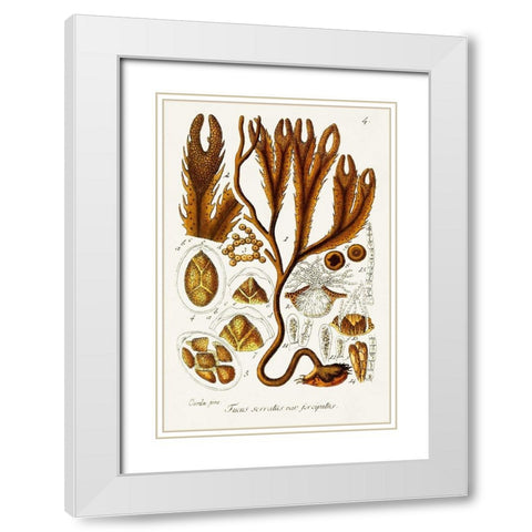 Seaweed Illustration I White Modern Wood Framed Art Print with Double Matting by Unknown