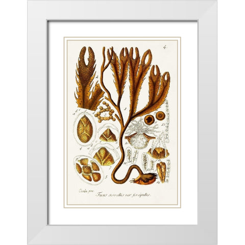 Seaweed Illustration I White Modern Wood Framed Art Print with Double Matting by Unknown