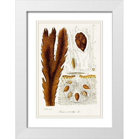Seaweed Illustration II White Modern Wood Framed Art Print with Double Matting by Unknown