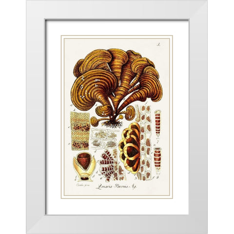 Seaweed Illustration III White Modern Wood Framed Art Print with Double Matting by Unknown