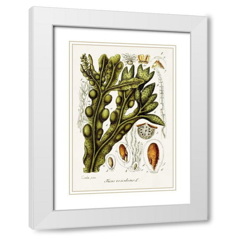 Seaweed Illustration IV White Modern Wood Framed Art Print with Double Matting by Unknown