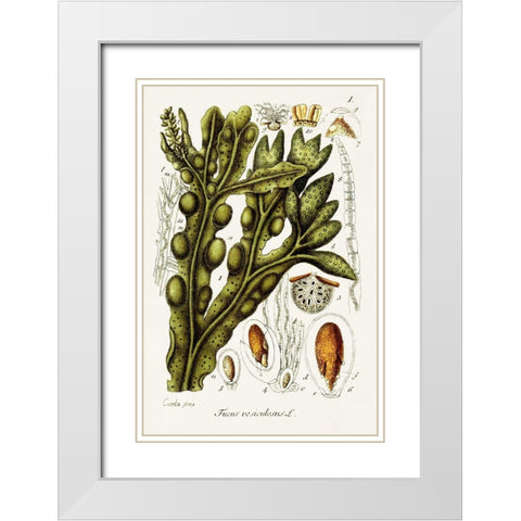 Seaweed Illustration IV White Modern Wood Framed Art Print with Double Matting by Unknown