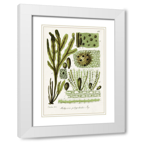 Seaweed Illustration V White Modern Wood Framed Art Print with Double Matting by Unknown