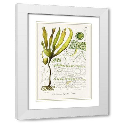Seaweed Illustration VI White Modern Wood Framed Art Print with Double Matting by Unknown