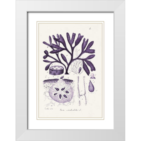 Seaweed Illustration VIII White Modern Wood Framed Art Print with Double Matting by Unknown
