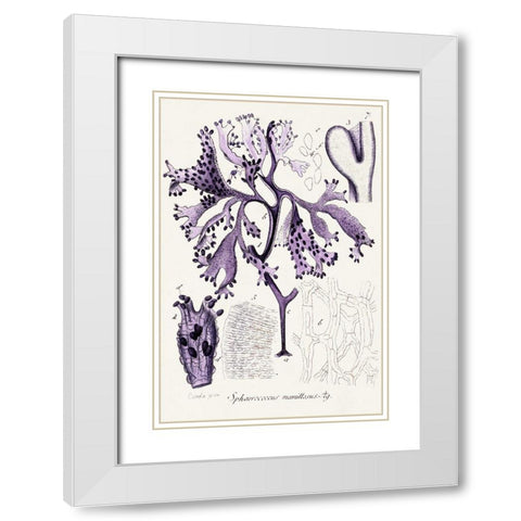Seaweed Illustration IX White Modern Wood Framed Art Print with Double Matting by Unknown