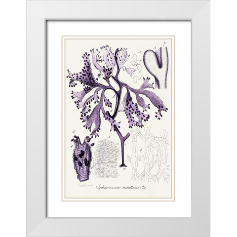 Seaweed Illustration IX White Modern Wood Framed Art Print with Double Matting by Unknown