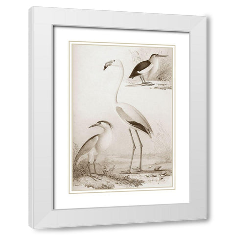Sepia Water Birds I White Modern Wood Framed Art Print with Double Matting by Unknown