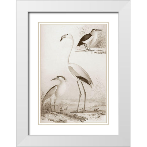 Sepia Water Birds I White Modern Wood Framed Art Print with Double Matting by Unknown