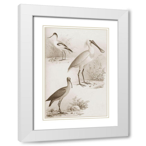 Sepia Water Birds II White Modern Wood Framed Art Print with Double Matting by Unknown